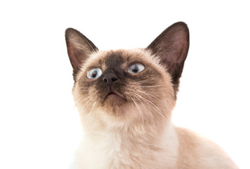 Sticker - Siamese cat