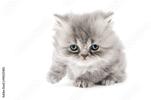 Cucciolo Di Gatto Persiano A Pelo Lungo Tortie Grigio Con Occhi