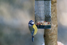 Blue Tit At A Bird Feeding
