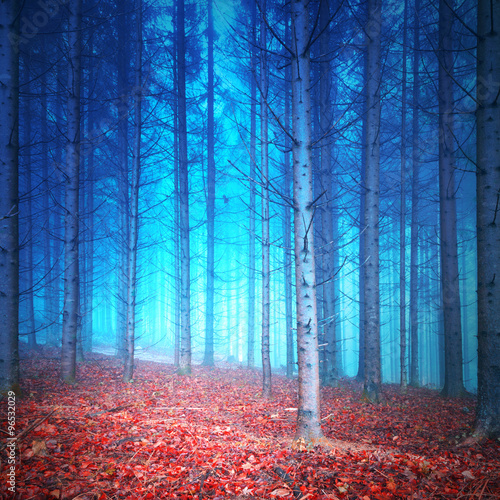 mystic-red-and-blue-colored-autumn-season-foggy-forest-filter-color-effect-used-picture-was-taken-in-south-east-slovenia-europe