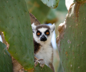 Wall Mural - Ring-tailed lemur sitting on a tree. Madagascar. An excellent illustration.