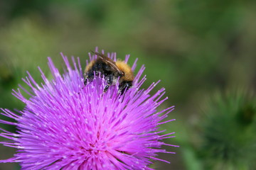 Wall Mural - Bumblebee on a single flower , insect pollinates the flowers of the field, flower head
