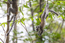 Ring Tailed Lemurs Jumping And Playing On Trees In A Green Jungle In Madagascar