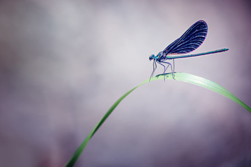 Wall Mural - Dragonfly on a Blade of Grass