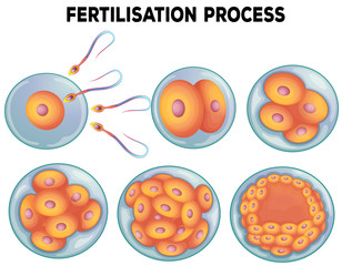 Poster - Diagram of fertilisation process