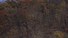 Bird Of Prey Flying Around In Search For Food