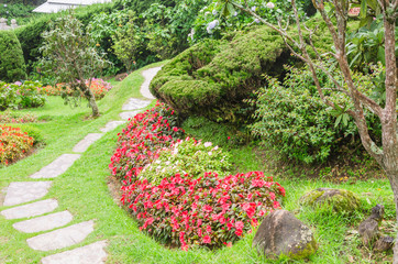 colorful flower in beautiful garden at Doi Inthanon national park,Thailand