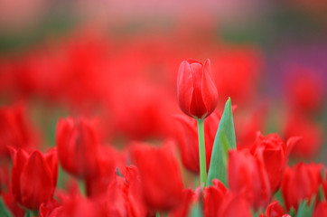 Wall Mural - Red tulip in garden with blur background