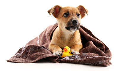 Wall Mural - Puppy with towel and toy duck isolated on white