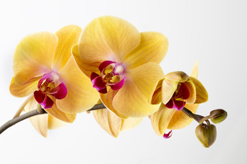 Beautiful yellow orchid on the white background.