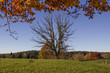 kahler Baum im Herbst, Blick durch leuchtende Buchenzweige