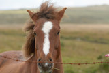 Fototapeta Zwierzęta - Dartmoor pony in field in the Dartmoor National Park, Devon, England