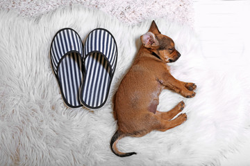 Wall Mural - Cute puppy sleeping on carpet at home