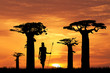 © adrenalinapura - baobab silhouette at sunset