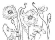 Line Ink Drawing Of Flower
