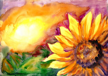 Sunflower Field In Time Sunset