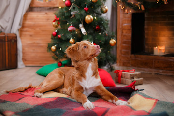 Dog Nova Scotia Duck Tolling Retriever holiday, Christmas