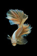 Gold siamese fighting fish isolated on black background