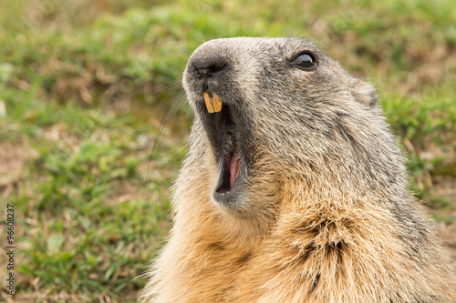 Fotomural ground hog marmot day portrait