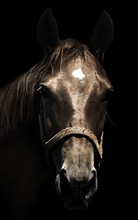 Portrait Of Nice Brown Horse 