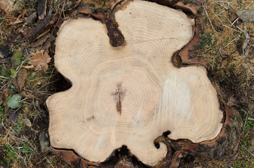 Top view of a cut tree