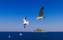 Feeding The Seagulls From The Ferry, Greece