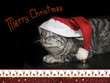 getigerte Katze mit Nikolausmütze - Weihnachtskarte mit Merry C