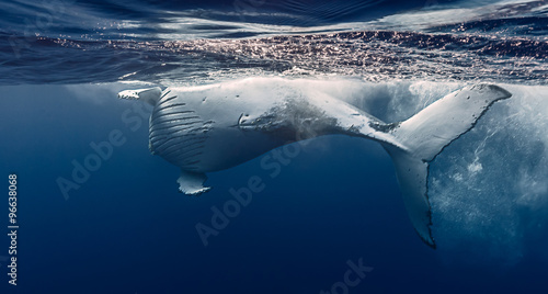 Fotomural Humpback whale hug, Réunion island - France.