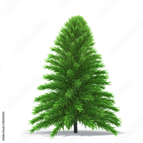 pine tree isolated on white background Stock Illustration | Adobe Stock