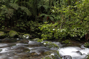 Canvas Print - Forest stream