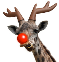 Funny Giraffe Face Dressed As Santa Claus' Red Nosed Reindeer For Christmas