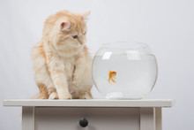 The Cat Wants To Get A Foot Goldfish