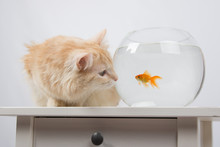 Cat Looking At A Goldfish In An Aquarium