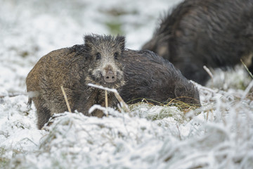 Wall Mural - Young wild boar and family