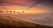Birds At Sunrise Or Sunset Autumn Concept