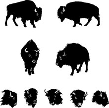 Buffalo, Black Illustration, Isolation, Figure, Silhouette, Portrait, Various Postures Of The Animal, Buffalo Head And Figure