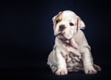 Fototapeta  - ENGLISH Bulldog puppy on dark background