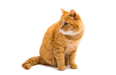 Poster - Portrait of red cat