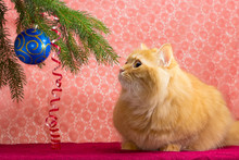 Red Cat Under The Christmas Tree