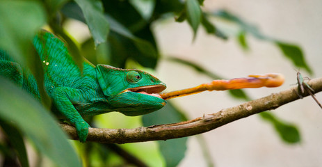 Wall Mural - Chameleon at hunt insect. Long tongue chameleon. Madagascar. An excellent illustration. Close-up.