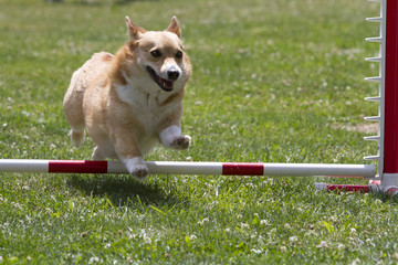 Corgi Going Over Agility Jump