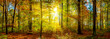 Wald Panorama im Herbst mit Sonnenstrahlen 