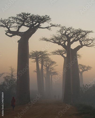 Fotografía Avenue of baobabs at dawn in the mist