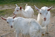 Three white goat