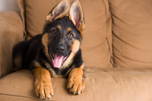 German Shepherd Puppy Dog Free Stock Photo - Public Domain Pictures