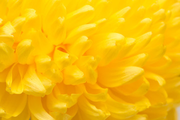 Poster - yellow chrysanthemum flower as a background. close