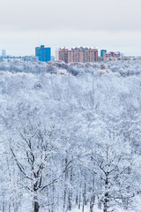 Sticker - snow oak trees in woods and town in winter morning