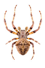 Orb-weaving Spider Araneus Angulatus Isolated On White Background, Dorsal View, Male.