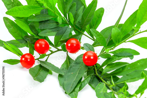 Winter Cherry Plant Or Jerusalem Cherry Solanum Pseudocapsicum Ornamental Plant For Christmas Stock Photo Adobe Stock Winter Cherry Plant Or Jerusalem Cherry Solanum Pseudocapsicum Ornamental Plant For Christmas Stock Photo Adobe Stock