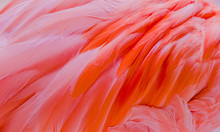 Pink Flamingos Close Up, Detail